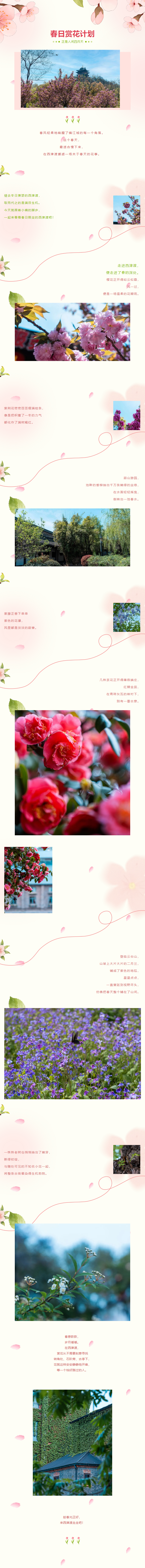 春日赏花计划！